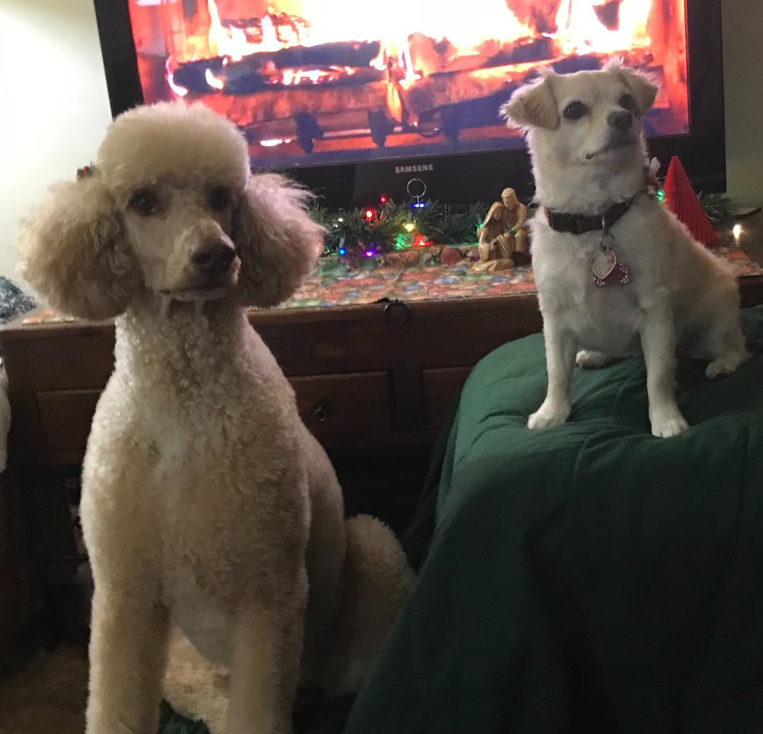 When the kids leave home, there is always the puppies.😏