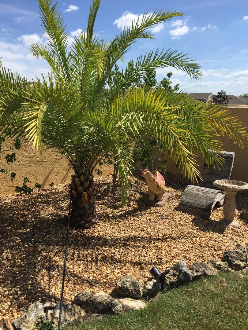 New date palm planted