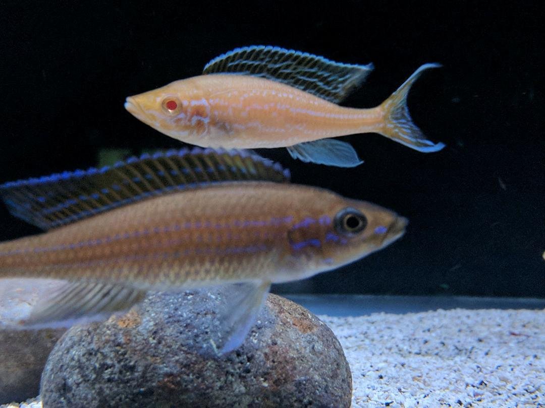 Albino male, regular female Paracyprichromis Nigripinnis