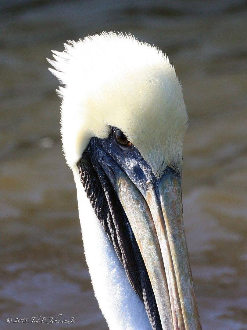 Ted Johnson's album, Brown Pelican