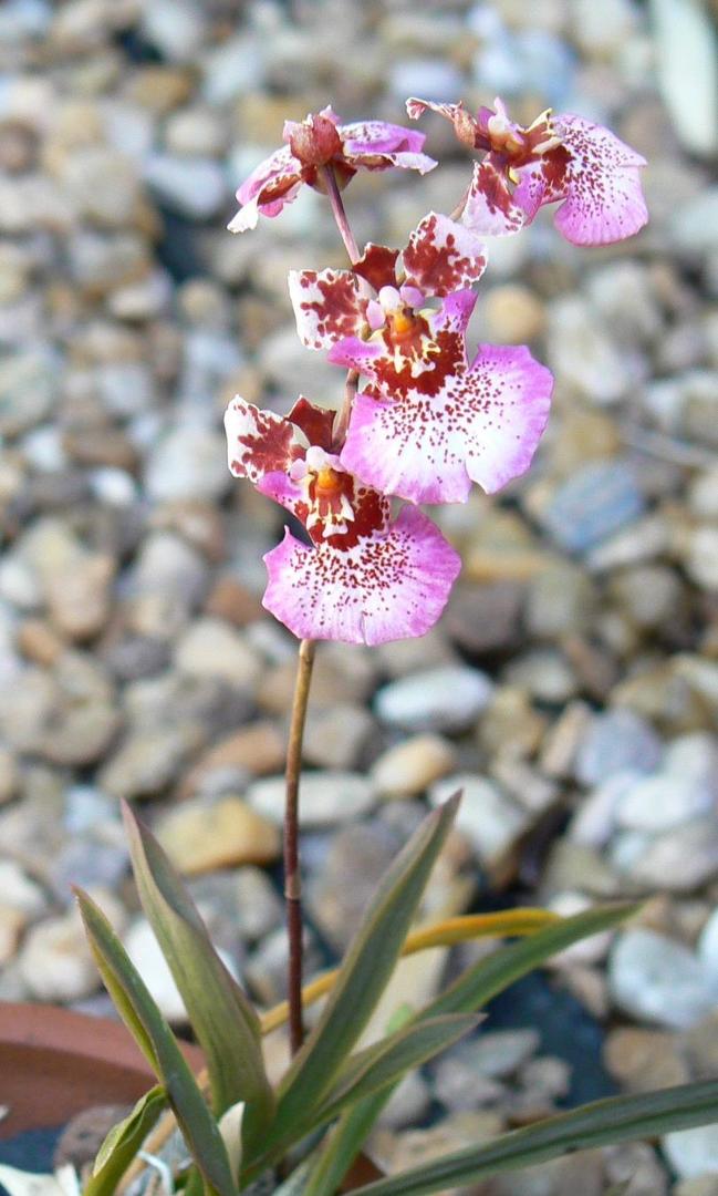 I love Spring in Florida. Orchids all abloom