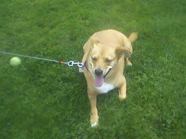 Here's another photo of Ginger playing outside.