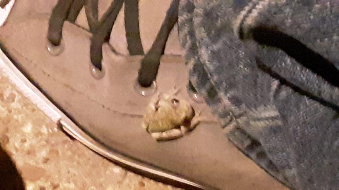 Got me one scoping the Chucks...