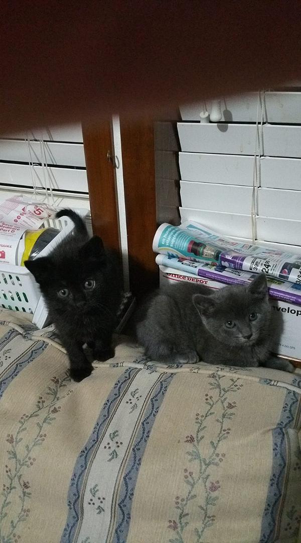 Two fluffy kittens free the gray one is a male and the black one is a female