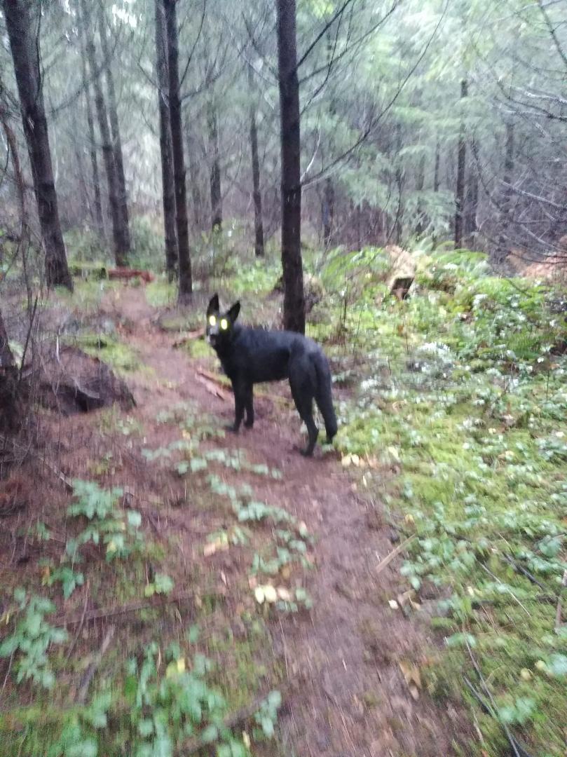 Went for a long walk in the woods today. Found a bunch of new trails. This is about 2:00 PM, and very dark as you can see from my dogs eyes. We enjoy each others company.