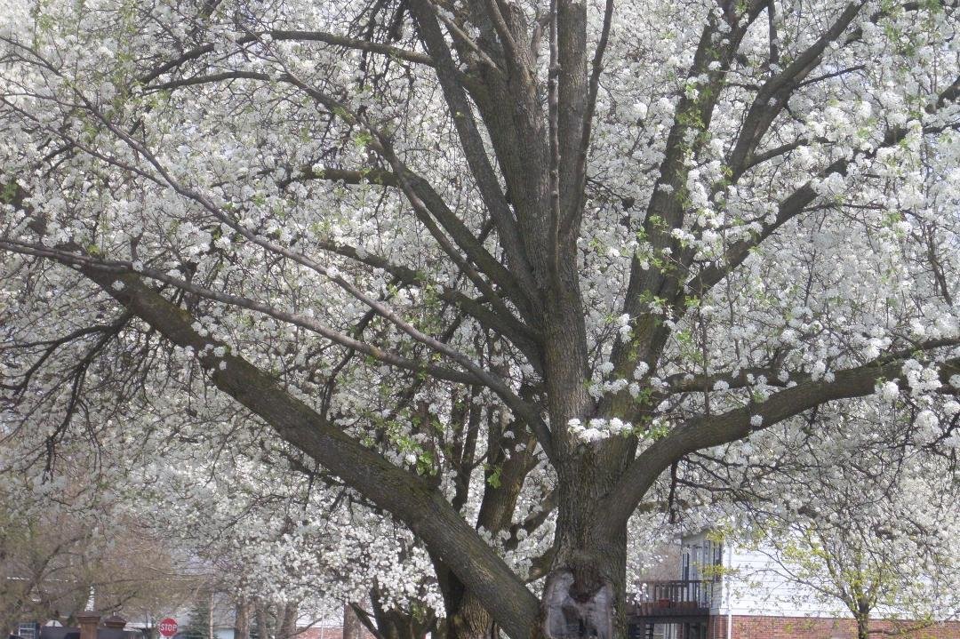 My Meals on Wheels partner, Pat, lives a block away. I had the pleasure of walking under these glorious trees to go out to deliver!   What a joy!