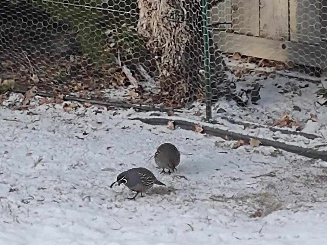 Beautiful quail ❄️