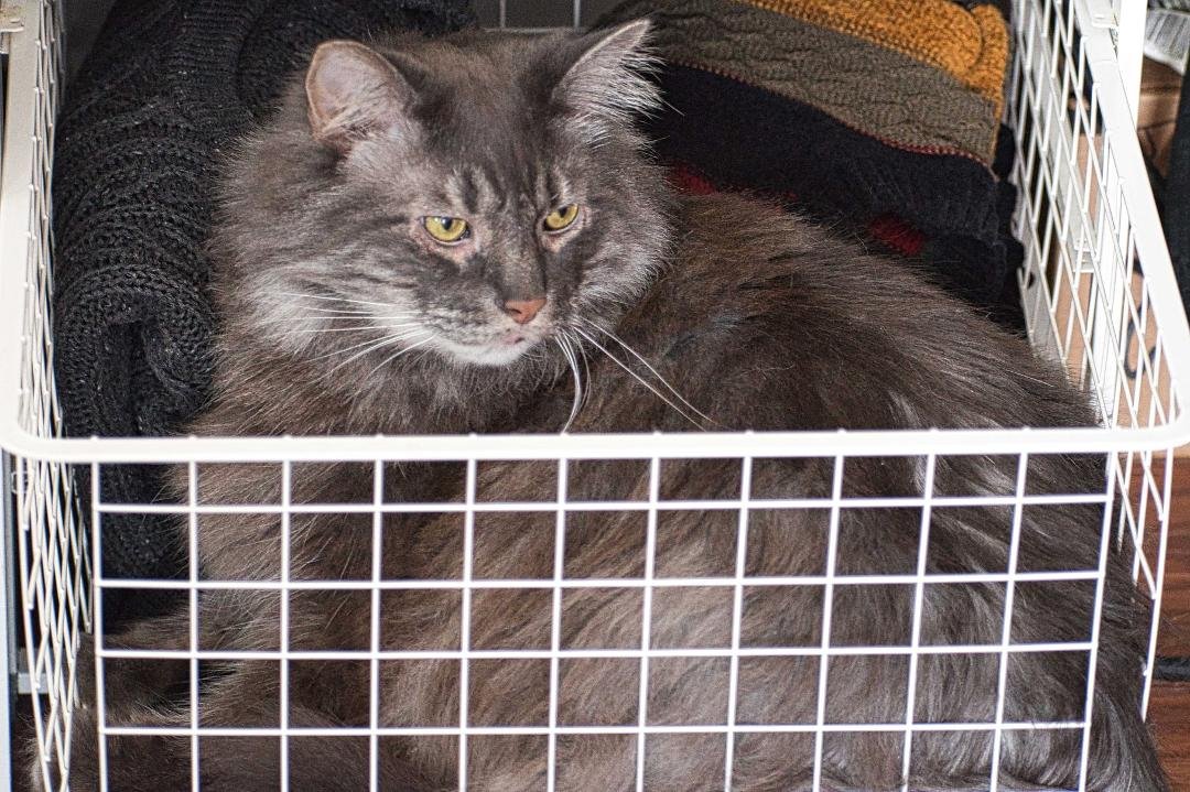 Ezra Pound for Pound finds hidey holes during the laundry times. That's what I get for leaving the closet door open. Nothe 14 sheets of lint fur remover couldn't handle.