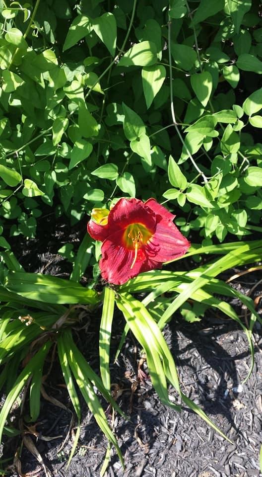 Barbara Worcester's album, Mobile Uploads