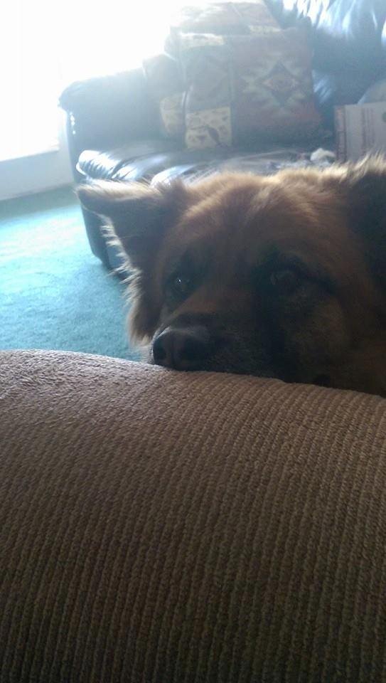 Bullitt begging for bacon......