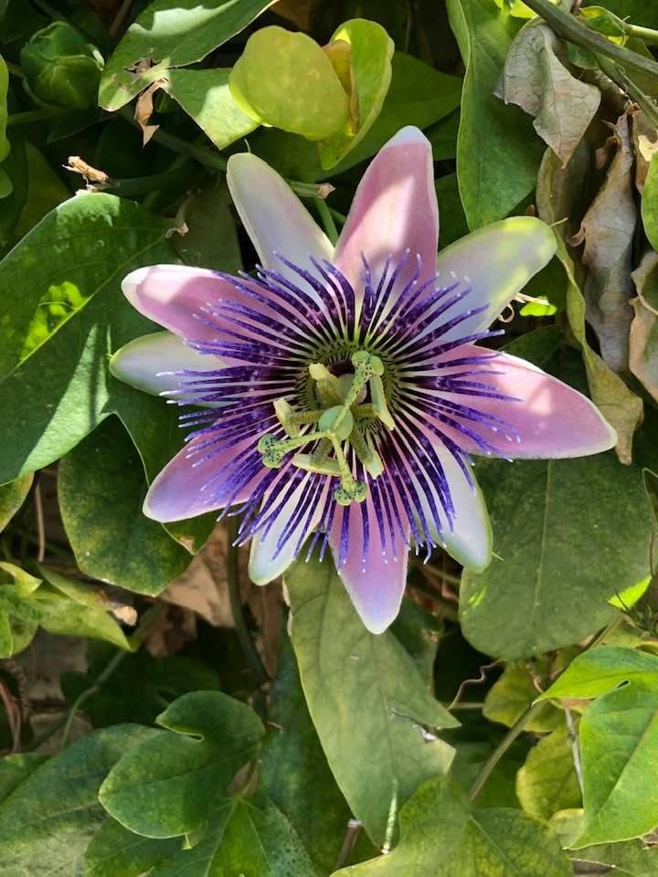Passion flower in bloom