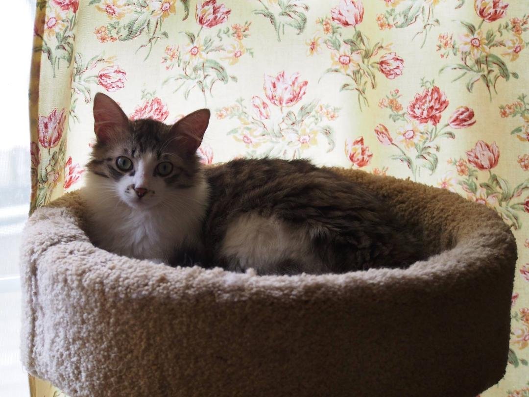Harry in kitty condo (31 Oct 2015 - )