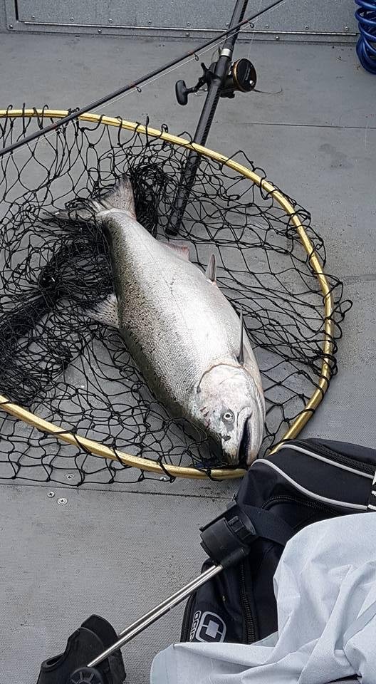 First salmon of the day bout 20lbs