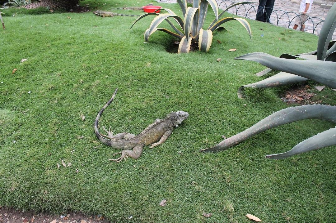 Iguana Park in Guayaquil, Ecuador