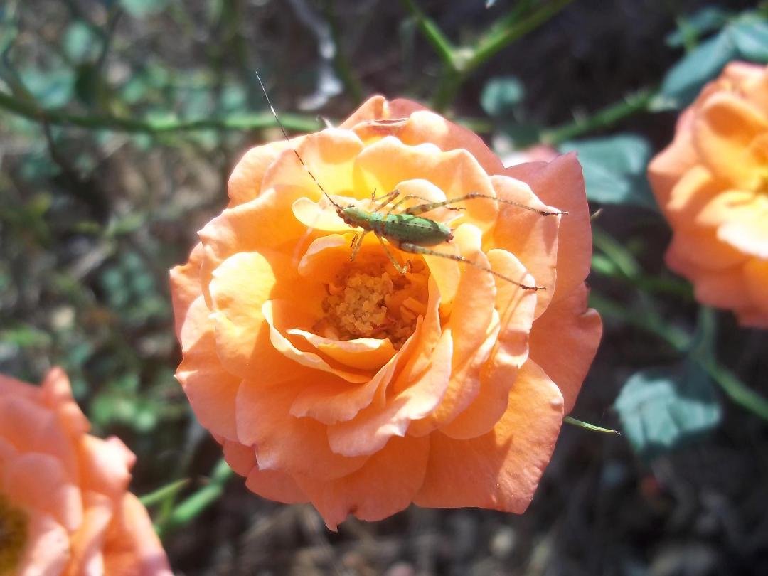 Melody Smith's album, Timeline Photos