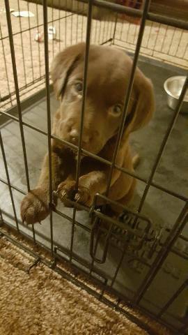 Gotta love the puppy face.
