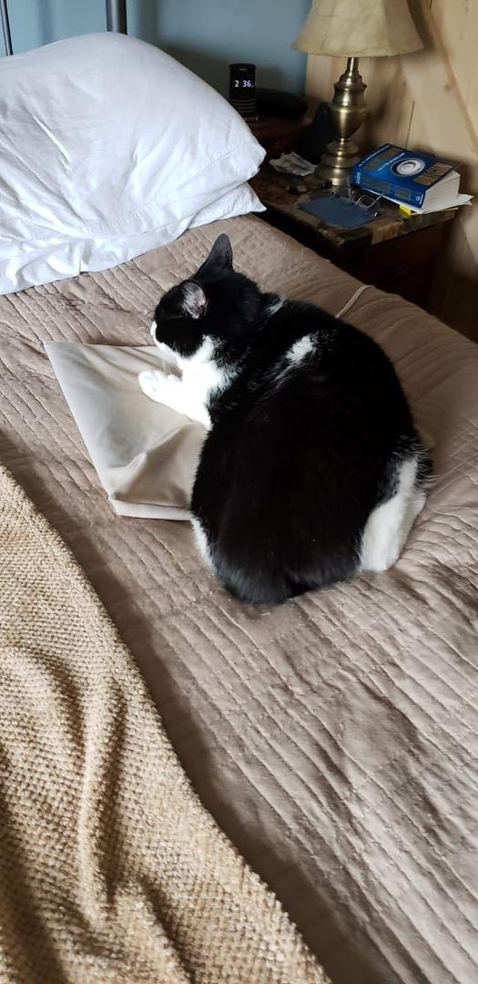 Got off the heating pad for 2 minutes and look who takes it....