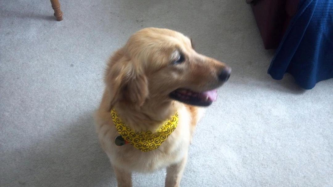 Here's a picture of the dog.