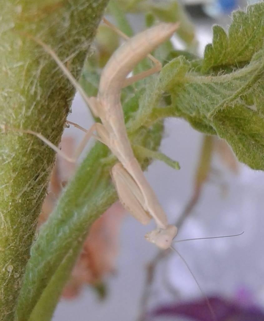 This little praying mantis is barely an inch long. I'm certain he hatched in my garden. An ootheca was laid on one of my ocotillos since fall of last year this spring there are several baby mantids about.