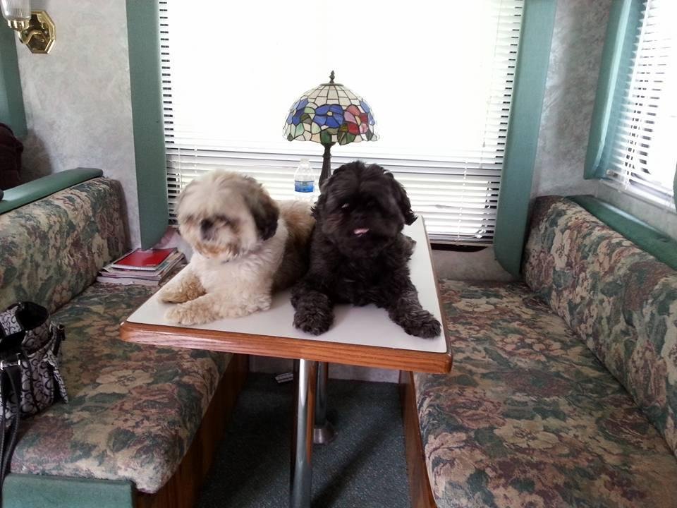 Marnie and Ricks dogs.decided Grandmas table was a great place to lay!