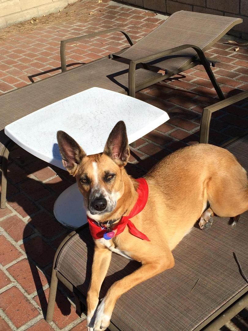 Kona.....one year ago when we rescued her, she was this cute little 9 LB puppy & now she is a beautiful 62 LB lady with a personality all of her own.......