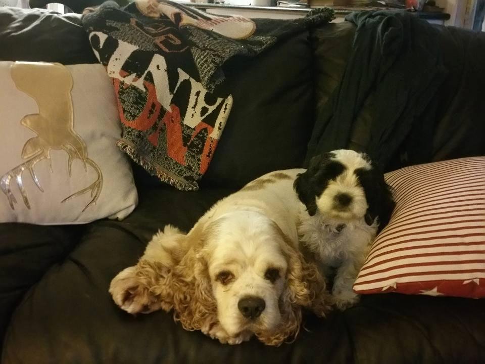 The two doggies must know that Santa is watching,they are acting so good.