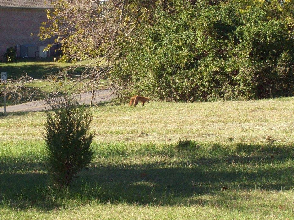 William Corley's album, Local Wildlife