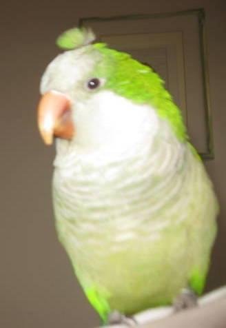 Ram Ram Parrot sports a jaunty little fascinator -- just in time for Hat Day at Saratoga Race Track.