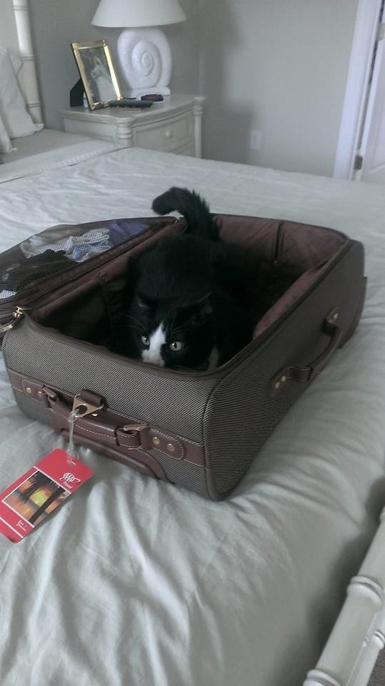 Bogey wants to come home for Christmas.