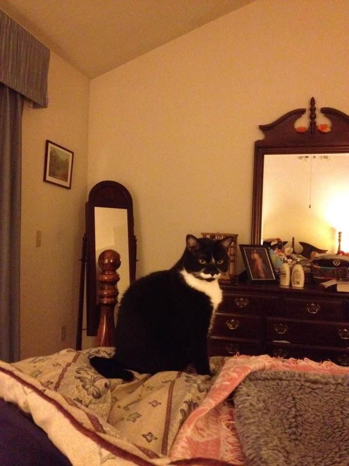 Toonces in June 2012. At this time we had 3 cats and Widget. When she was younger, Toonces liked jumping up and catching moths in her front paws. She would consume the moth and then meow for approval, which invariably led t