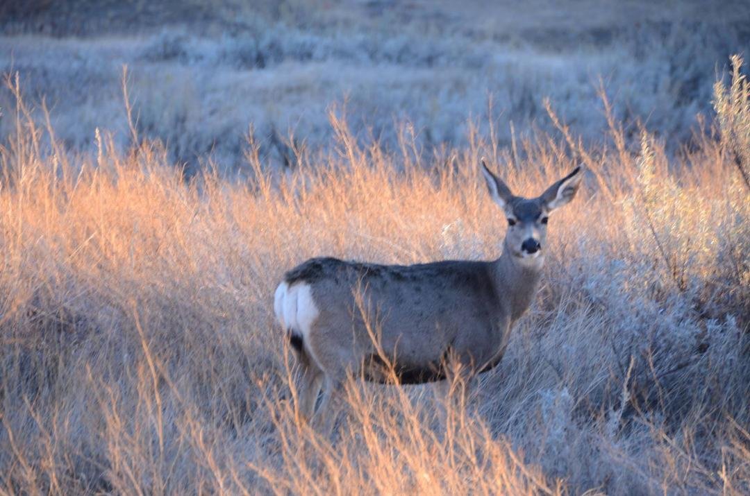 Doe at sunrise in Theodore Roosevelt NP
