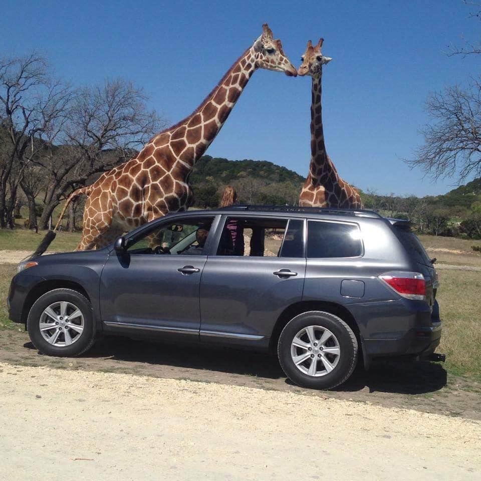 Photo by Amanda Elkins Fossil Rim. Adorable!