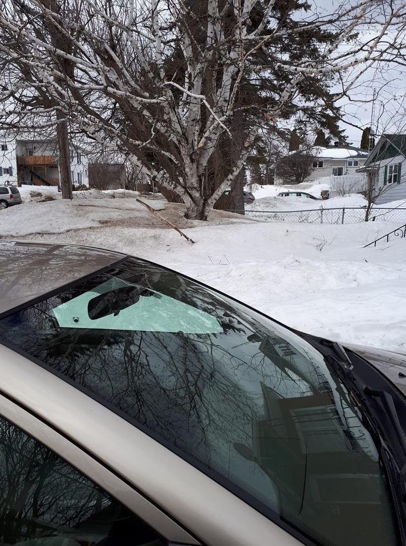 A week ago and now I can see 2 feet of the trunk of the tree.