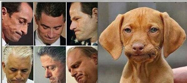 Here's how to tell if your dog is involved in a sex scandal...