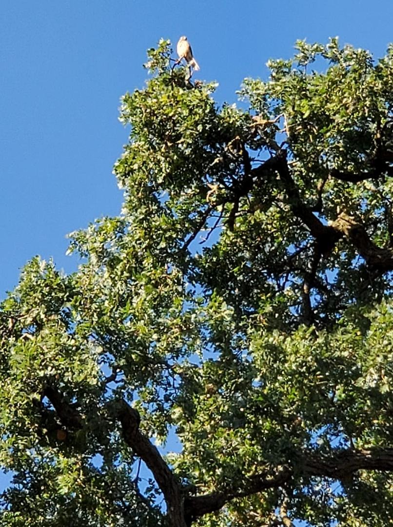 Now the Falcon is back in our tree where the nest is. I guess they'll be leaving soon.