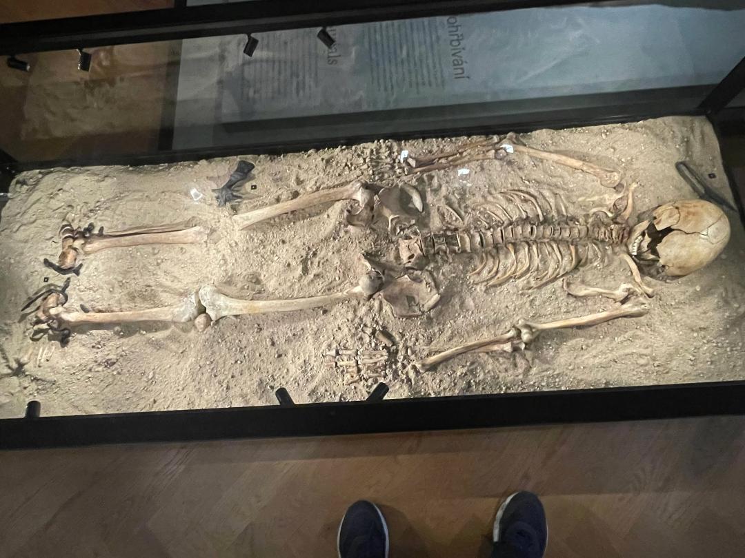 This is a picture of me after my six hour bus tour of old town Prague turned into a six hour walking tour!! Actually it is a Skelton in the Czech National Museum in Prague. It is in the Middle Ages section so my best bet t