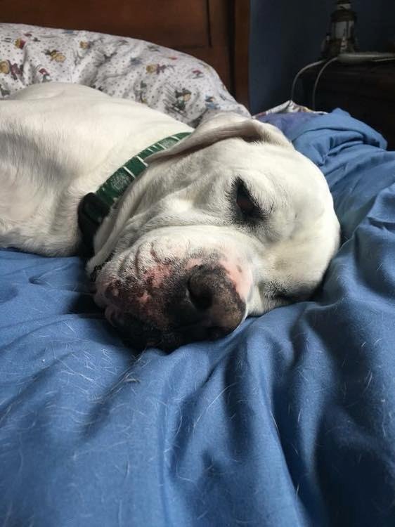 Today our sweet Libby went to the Rainbow Bridge. We adopted her when she was a year old—11 years later, she had painful arthritis for which the medication no longer seemed to work and last week a huge mass appeared on her