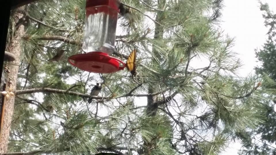 My new hummingbird today.