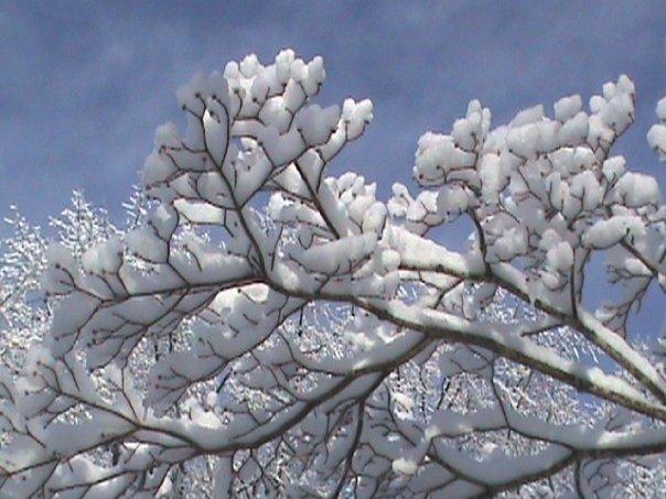A nearby tree