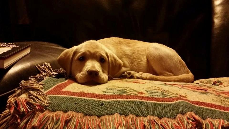 Someone is ready for bed.