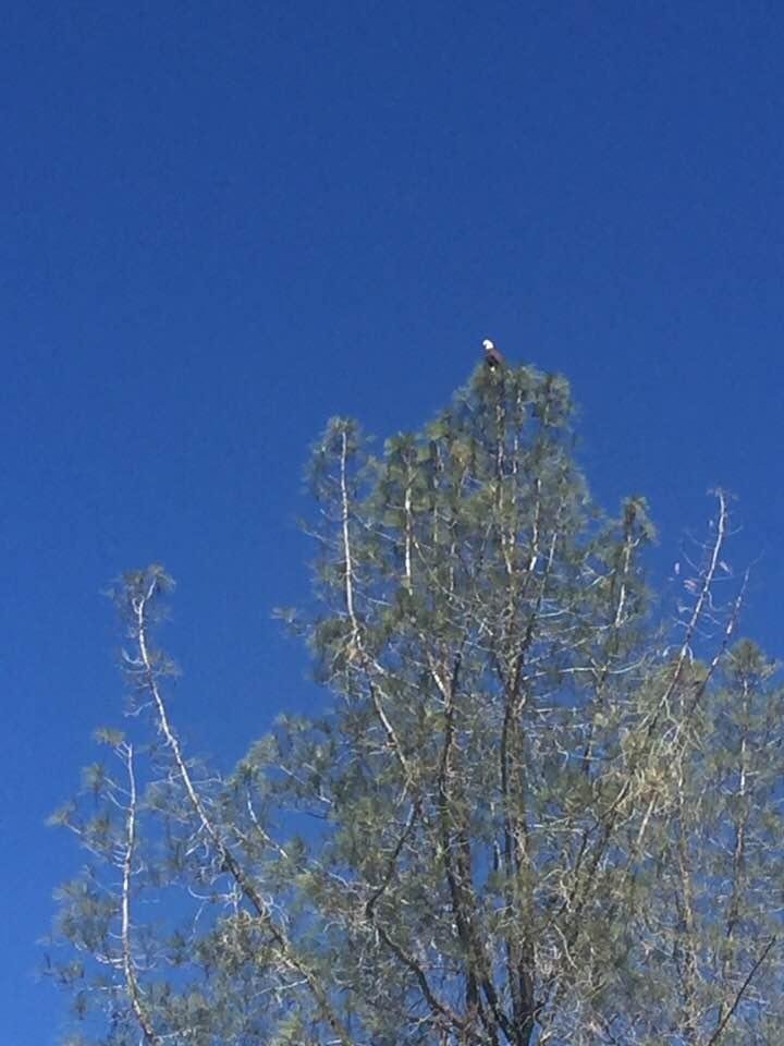 Visit from eagle today at Larson Ridge Ranch