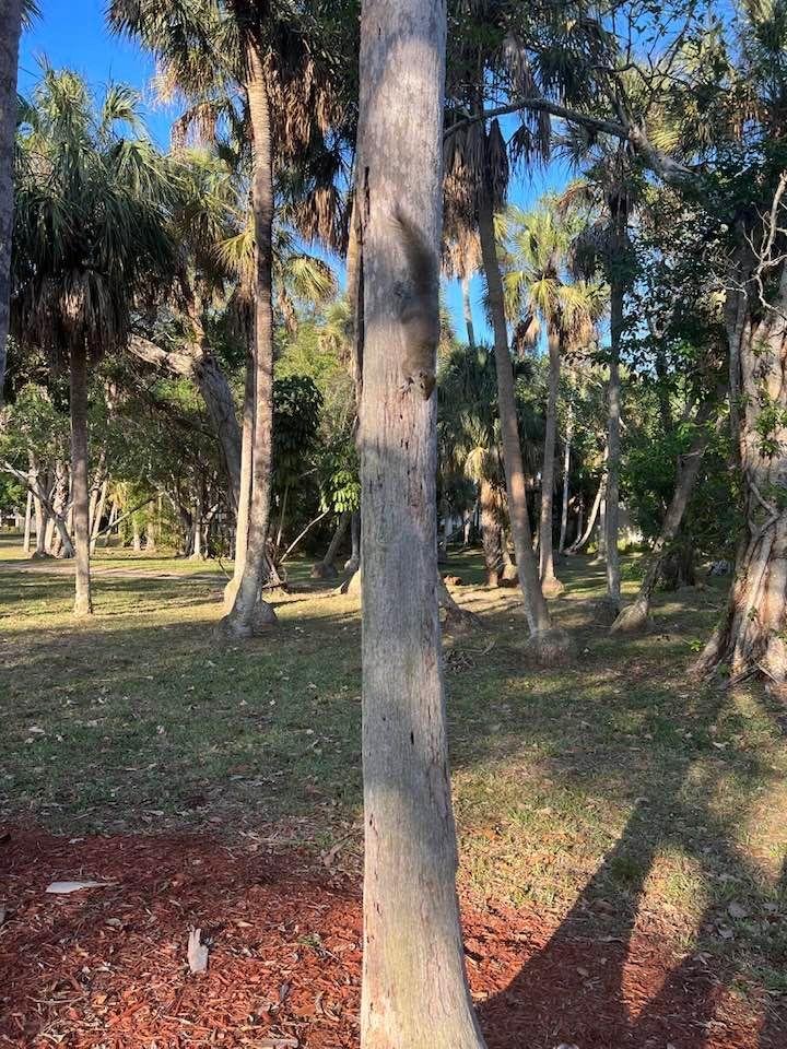 Brave squirrel taking to Mia