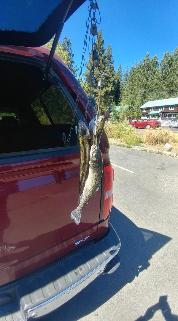 Caught 3 today.