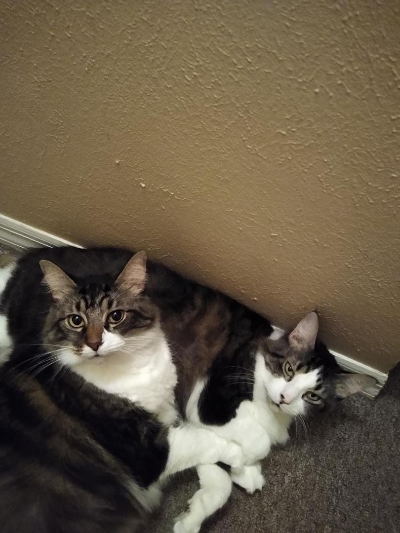 My babies