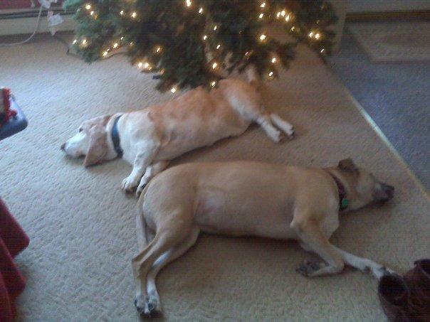 It's tough to put up a Christmas tree!