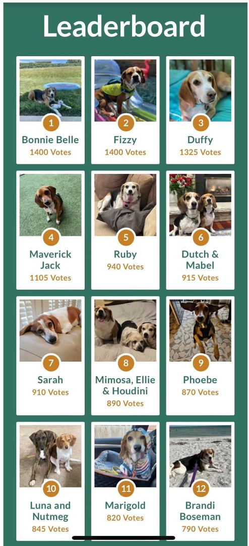Thanks to everyone who voted for Duffy in the Triangle Beagle Rescue calendar fundraiser. He came in 3rd place, so will be featured in the 2025 calendar!