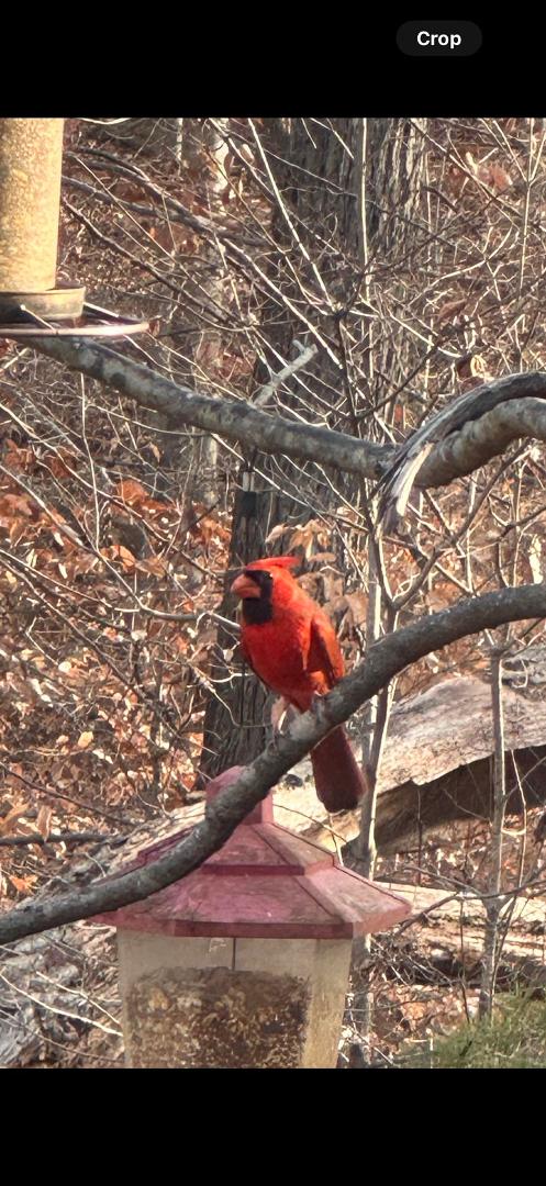 A beautiful cardinal to greet us on Christmas morning! Merry Christmas everyone!