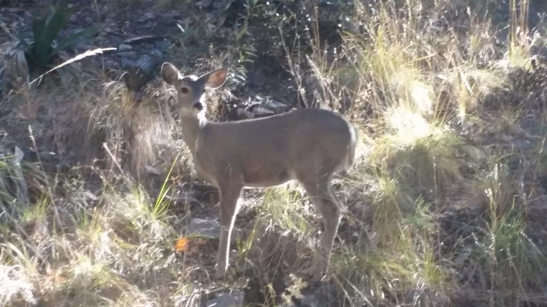 Last Saturday in Ramsey Canyon
