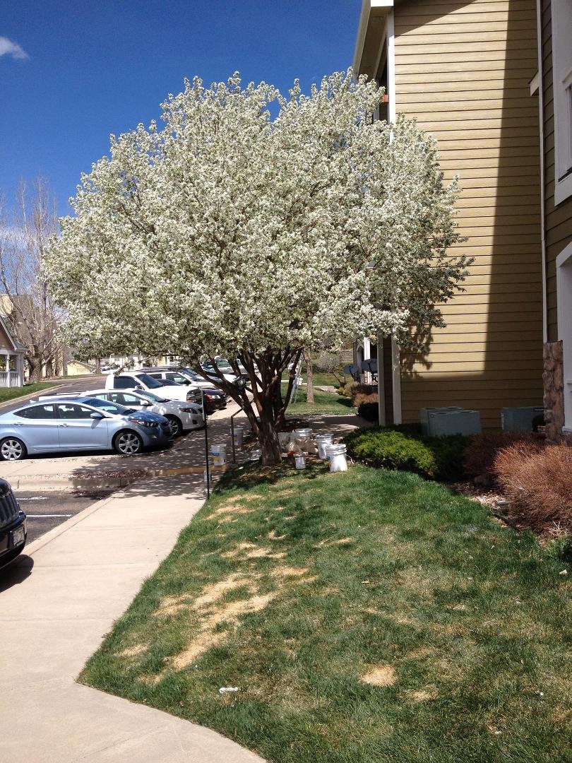 Springtime in Colorado!