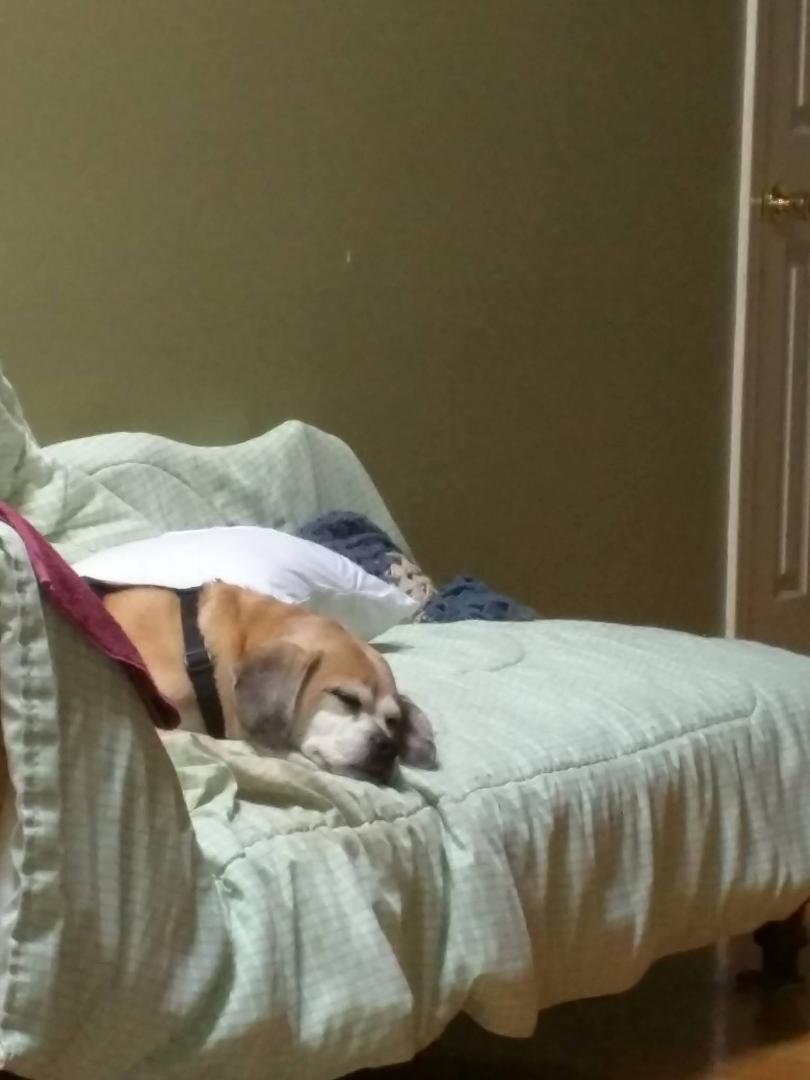 Take the puppy camping and 5 minutes after we get home out like a light I guess it was too much for him